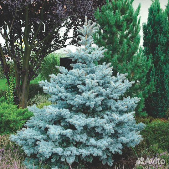 Ель голубая 1.5- 2.2 метра