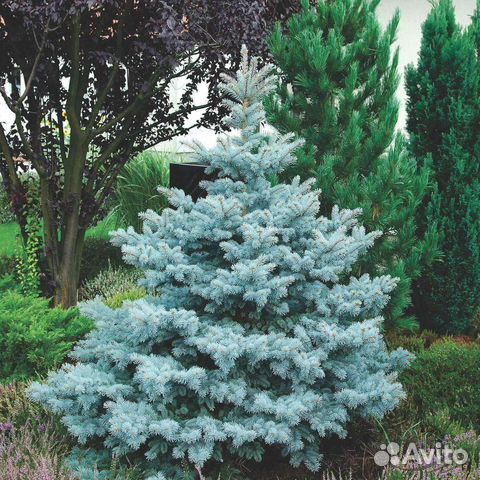Ель голубая 1.5- 2.2 метра
