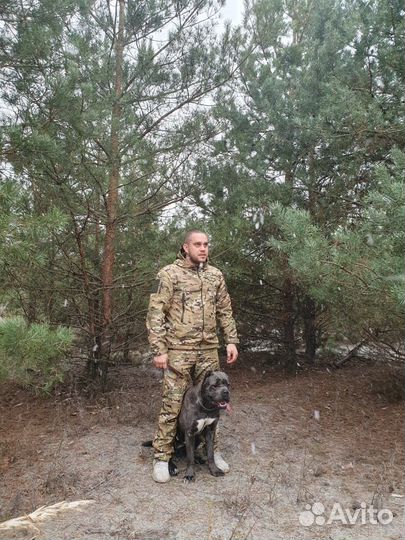 Дрессировка, Передержка собак