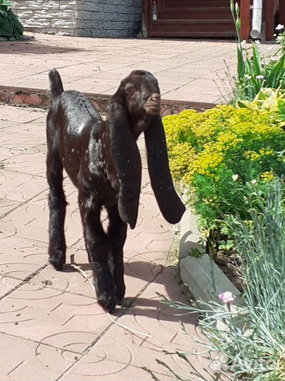 Козочка Камори 100%