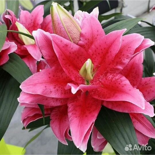 Лилии в горшках