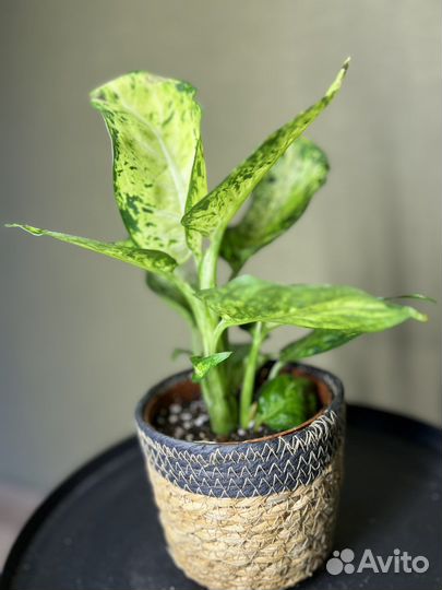 Dieffenbachia Amy