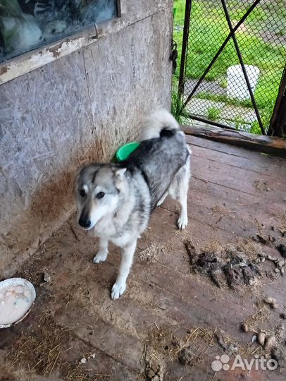 Западно сибирская лайка