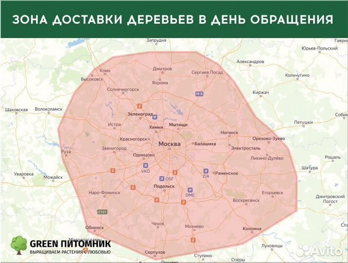 Изгородь живая