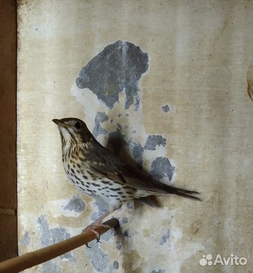 Продаются птицы