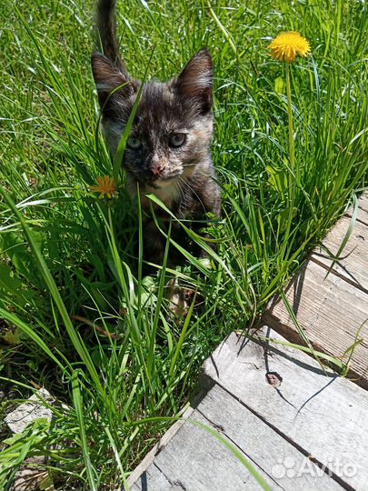 Котенок бесплатно (девочка)