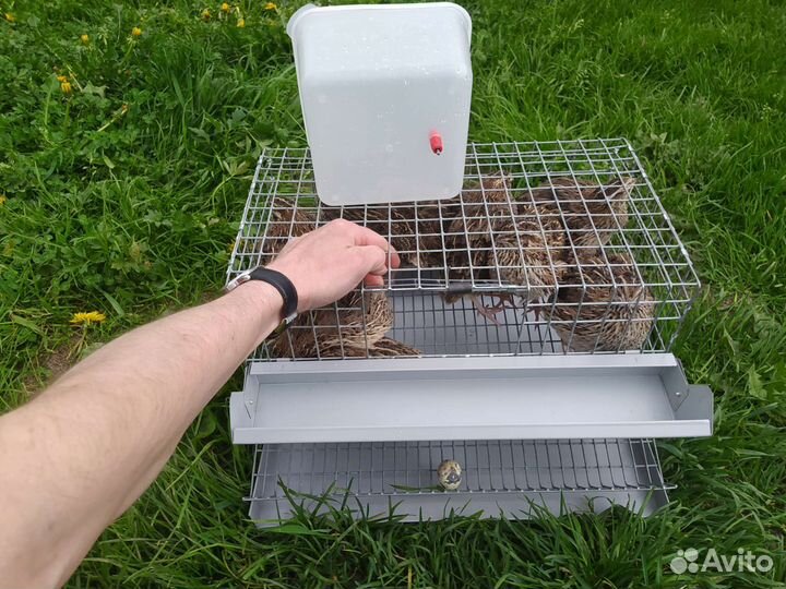 Клетка для перепелов с перепелами