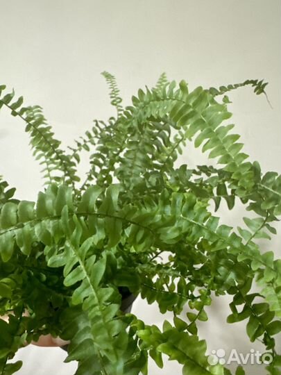 Папоротник