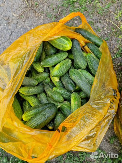 Огурцы свежие
