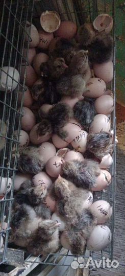 Цыплята Брамы куропатчатые. Яйцо Брама в инкубатор