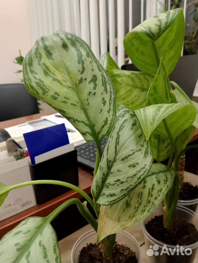 Аглаонема сильвер бей
