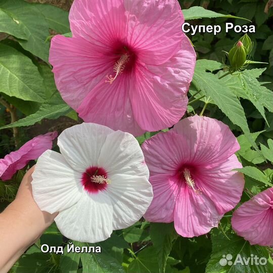 Гибискус травянистый (болотный,садовый)