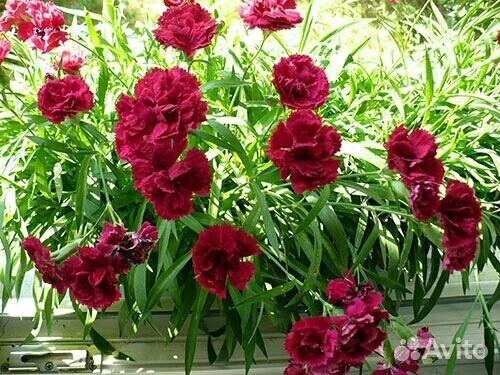 Гвоздика ампельная вегетативная