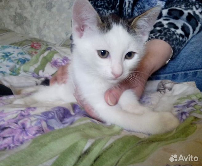 Бело - серая, плюшевая девочка котенок в дар