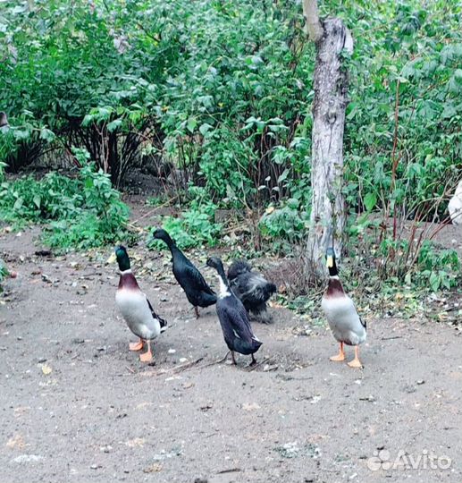 Индийский бегунок