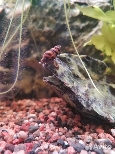 Гуппи гвоздика и лирохвостые, улитки Хелена