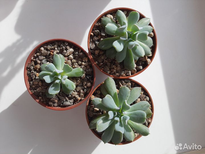 Суккуленты