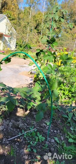 Ежевика безшипная