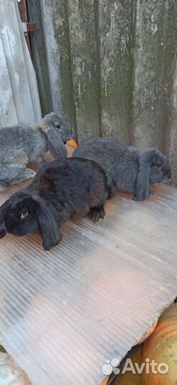 Кролики французкий баран