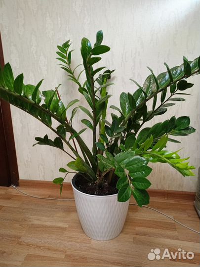 Замиокулькас