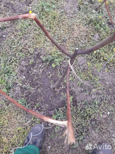 Венгерская мангалица