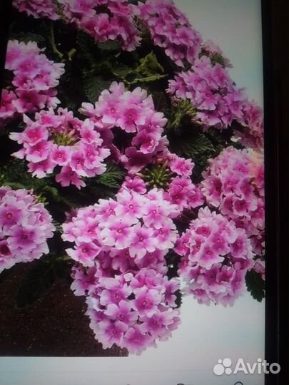 Вербена вегетативная ампельная