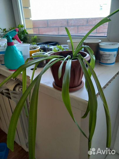Хлорофитум комнатное растение
