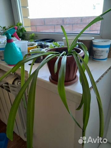Хлорофитум комнатное растение
