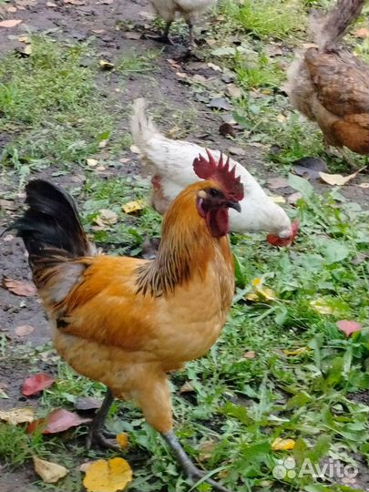 Петушки Лакенданзи