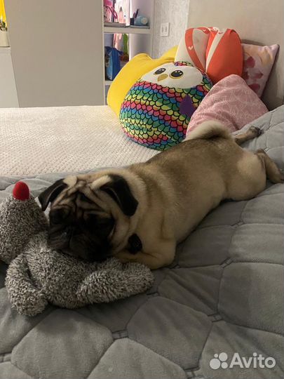 Мопс вязка мальчик