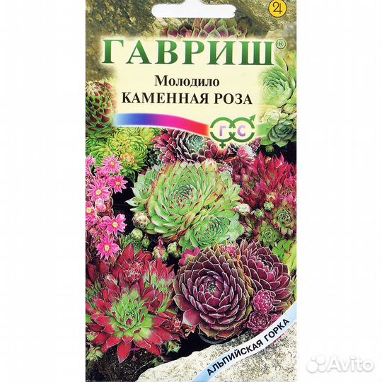 Молодило Каменная роза