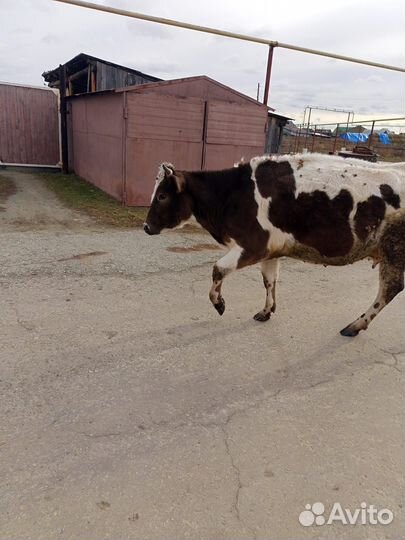 Продам корову на мясо