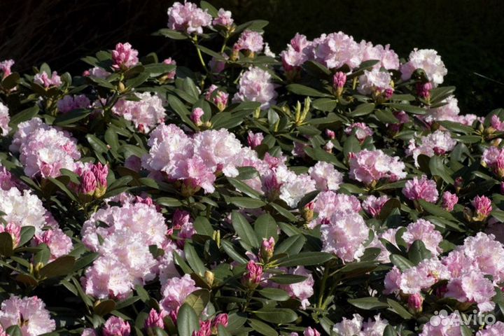 Рододендрон Silberwolke