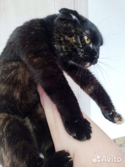 Кошка в дар