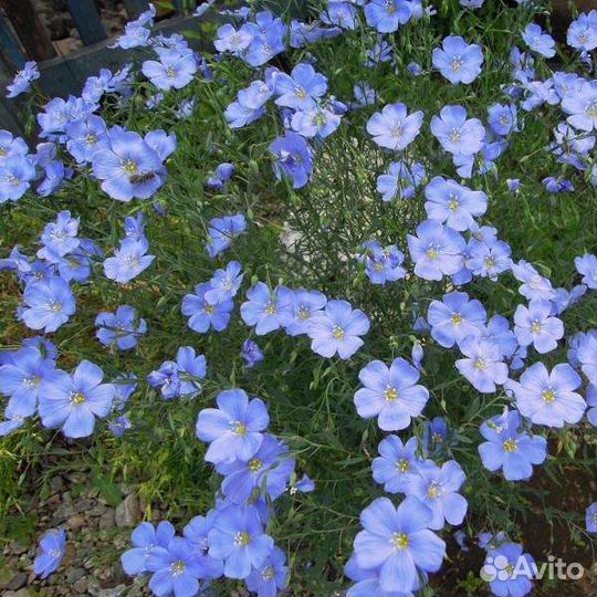 Многолетники