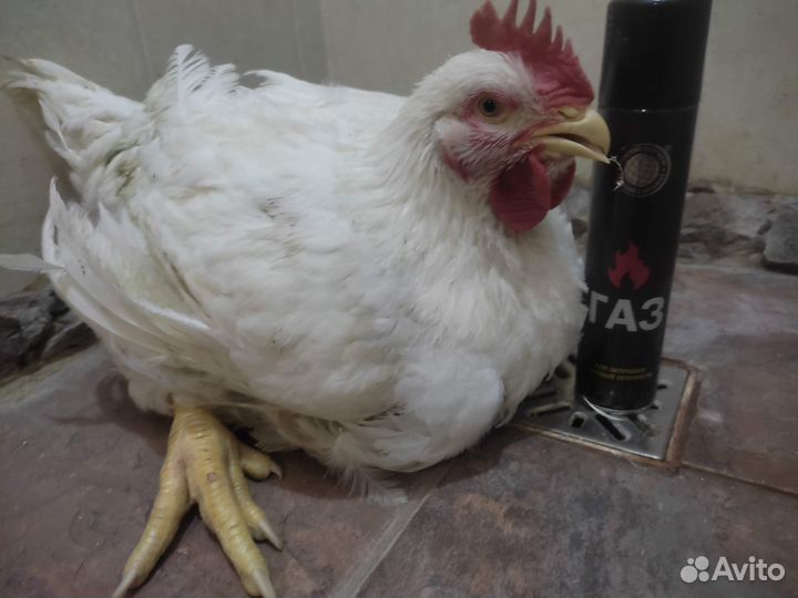 Мясо бройлера домашнее, яйцо, тушенка