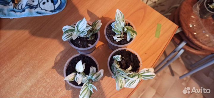 Традесканция