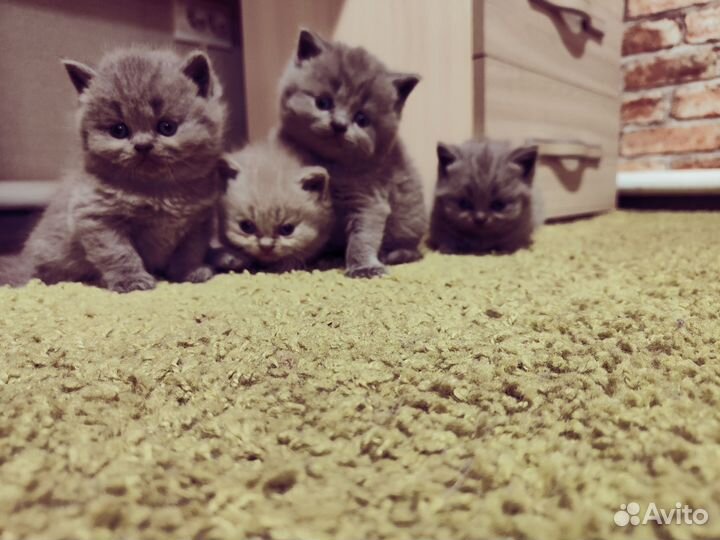 Британские котята
