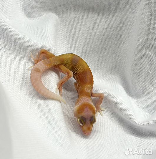 Эублефар малыши