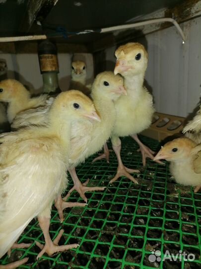 Продаю гусей, индюков, мулардов, цыплят, утки