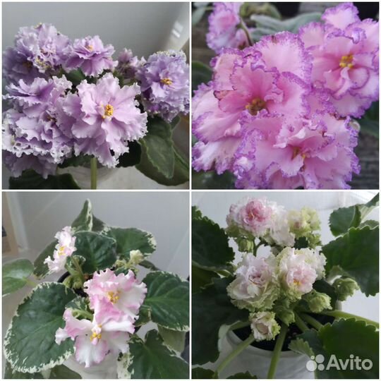 Фиалки В дом