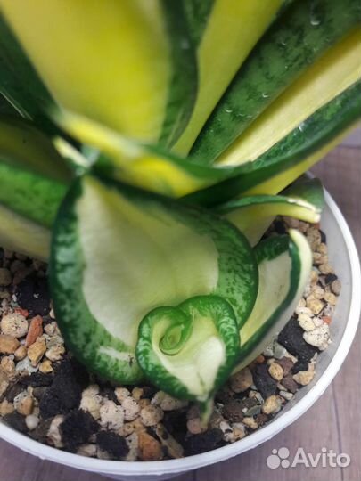 Сансевиерия солид голд