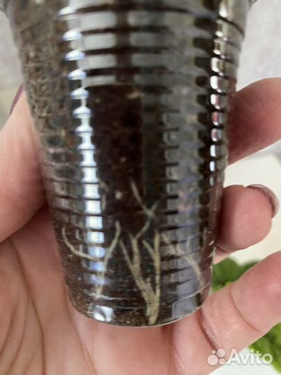 Клеродендрум Томпсона с салатовой вариегатностью