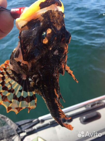 Рыбалка в Калининграде и Калининградской области