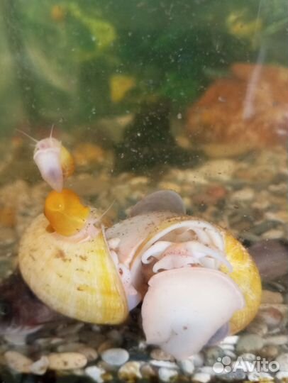 Улитки аквариумные ампулярии жёлтые