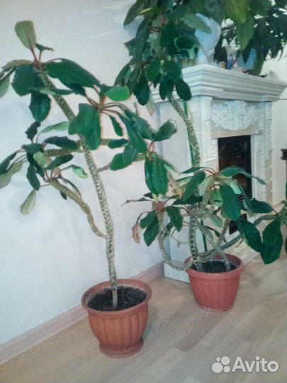 Монстера, кротон, юкка, спатифилиум, фиалка