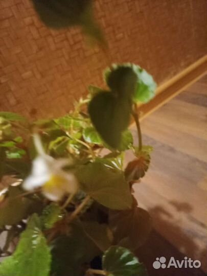 Бегония вечноцветущая