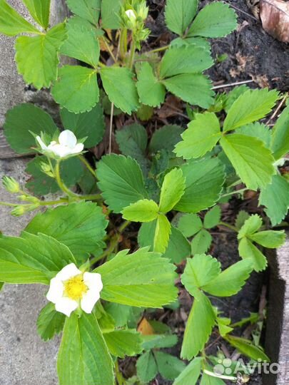 Клубника Виктория земляника ремонтантная саженцы