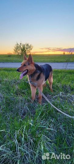 Собаки в дар бесплатно, в добрые руки