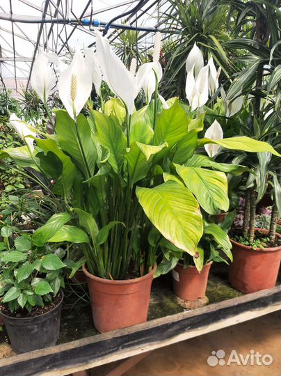 Комнатные растения цветы